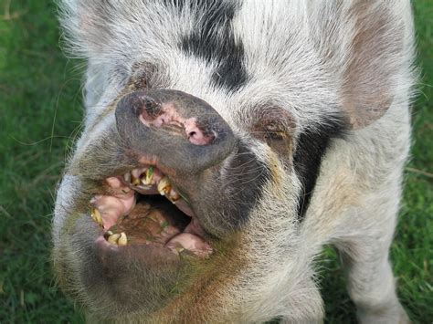 pics of ugly pigs|pig face ugly.